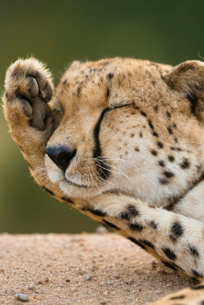 A closeup photo of cheetah lying on ground