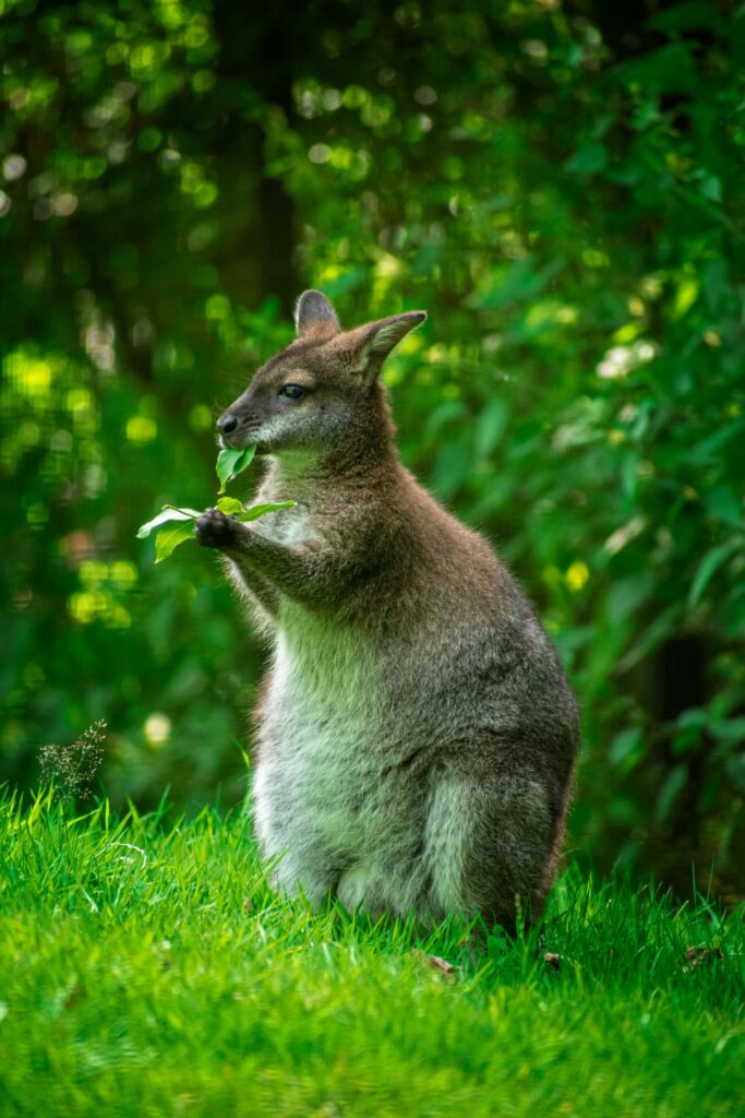 A Gray kangaroo eating leaves on green grass land.