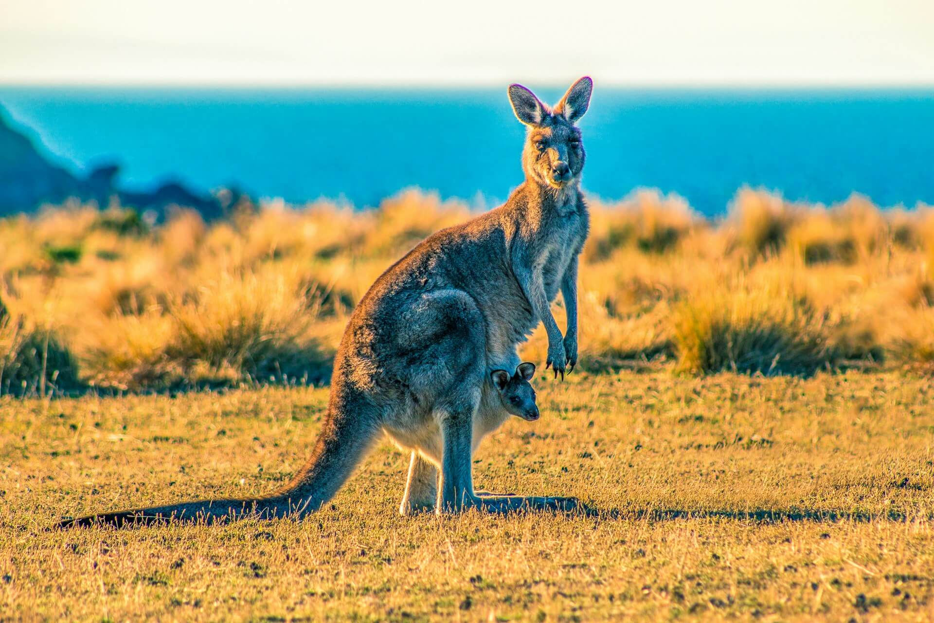 Kangaroo Adventures: Discover the Fascinating World of Kangaroos with Fun Facts for Kids!