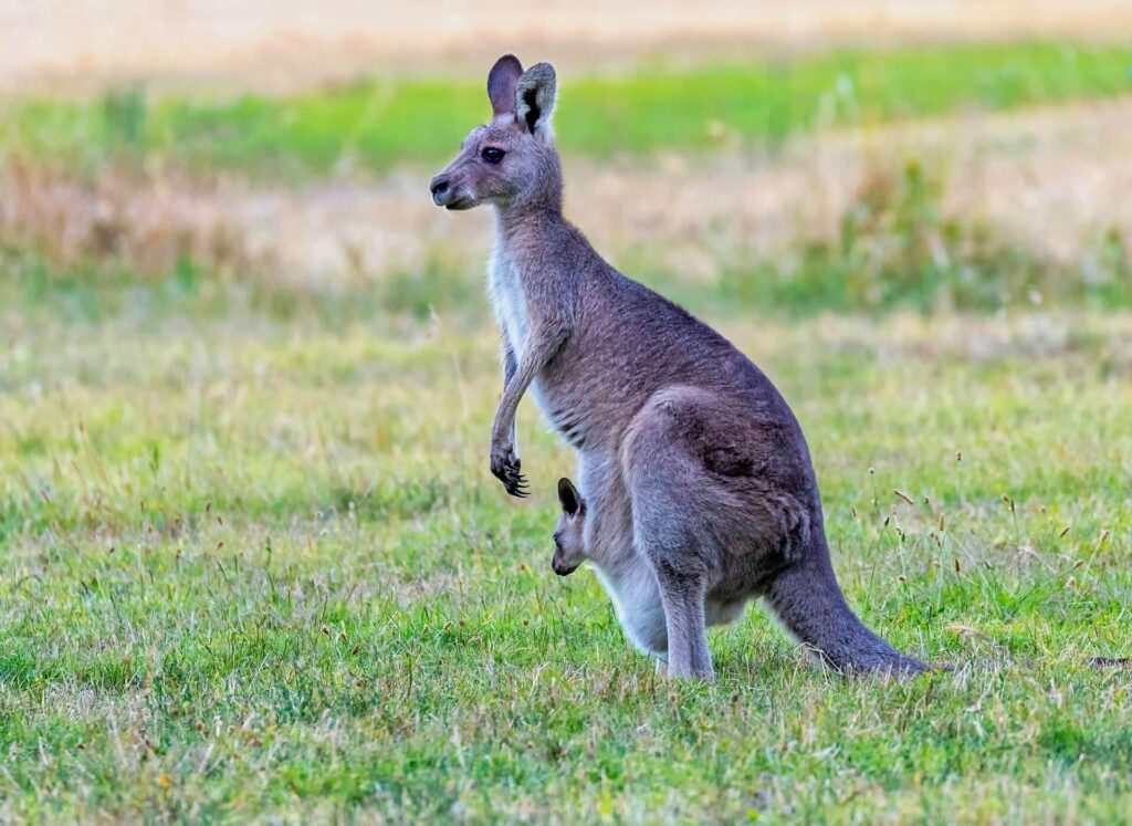 Kangaroo with Joey at green grassland