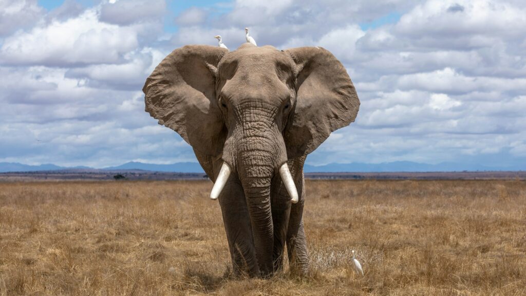 An African Elephant standing on dry grass during daytime