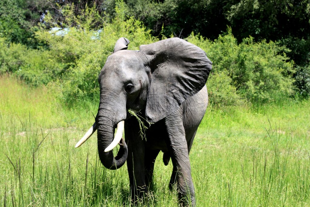 An African Elephant eating grass