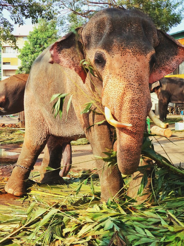 An Asian Elephant eating leaves