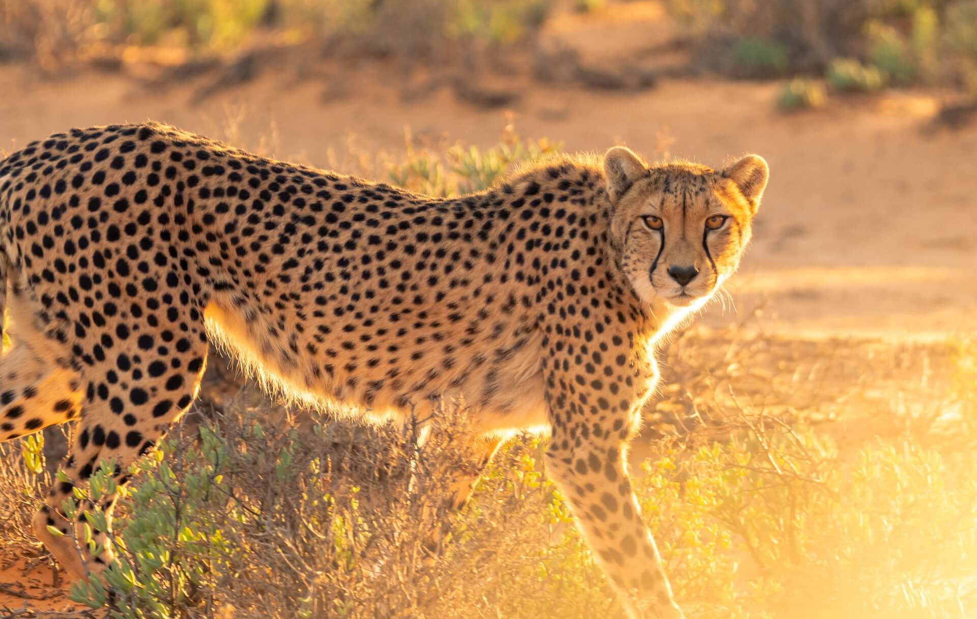 On the Prowl: Discover the Fascinating World of Cheetahs with These Fun Facts for Kids