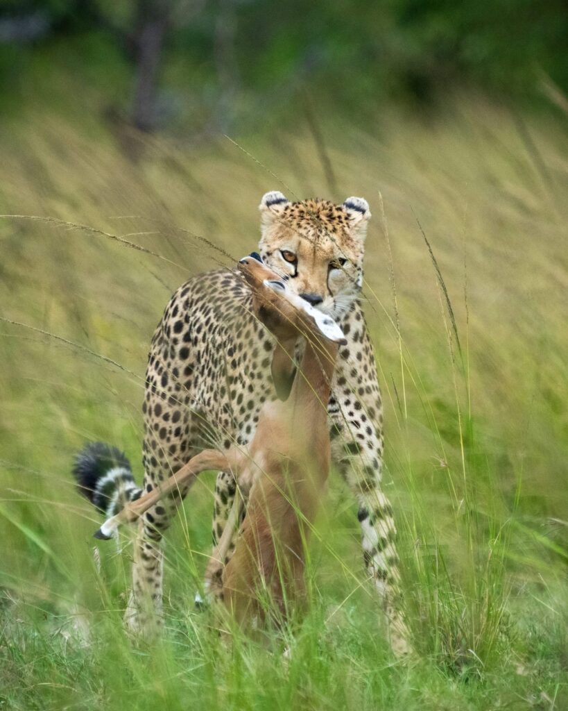 A Cheetah carrying its prey in its mouth.