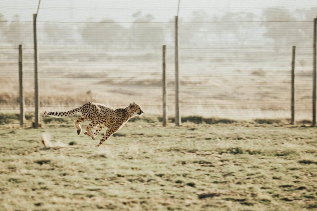 A Cheetah running on brown field