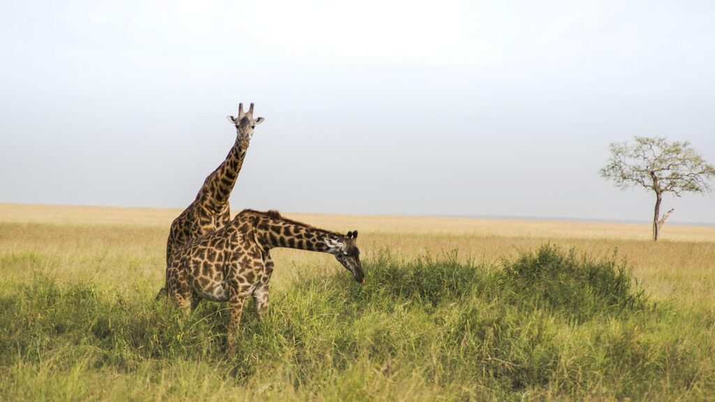 Two giraffes at grass field eating grass