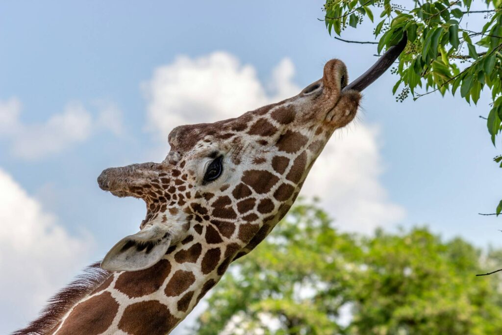 A giraffe reaching tree leaves by its tongue during daytime