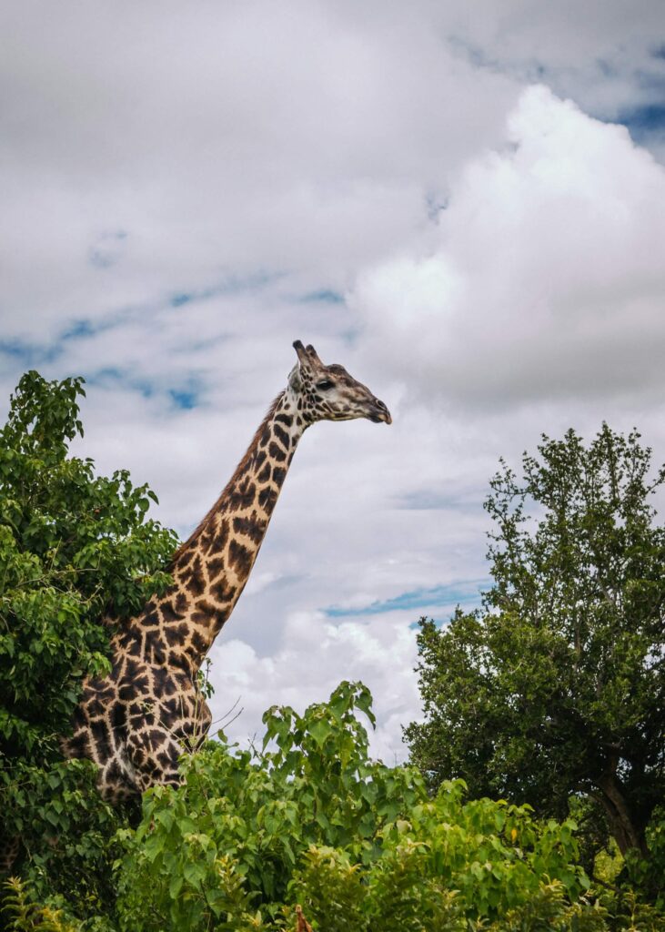 A Giraffe standing among the trees. 