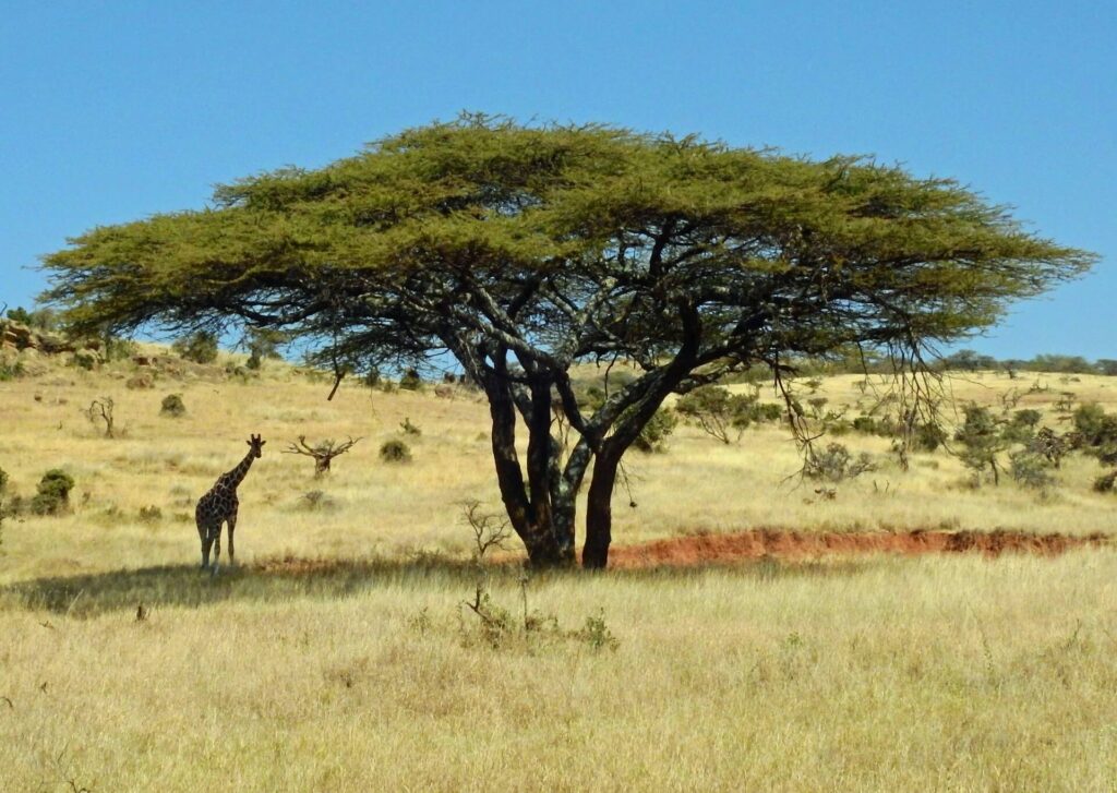 A giraffe enjoys the shade of an acacia tree in Lewa Conservancy, Kenya.