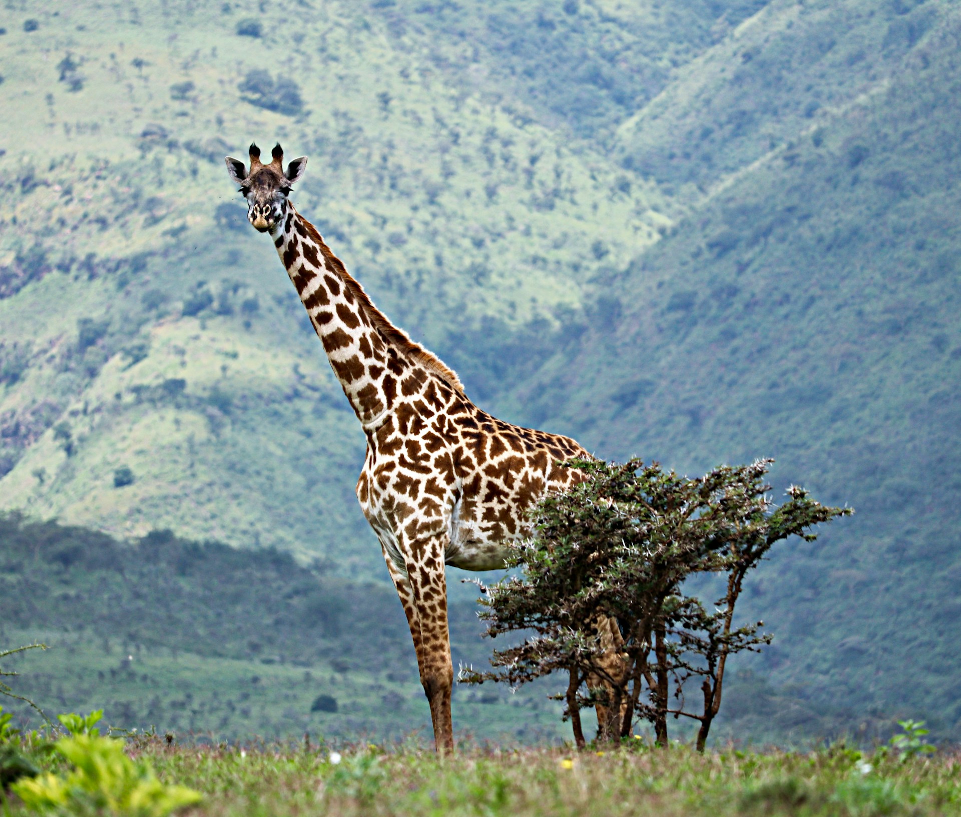 A Giraffe standing on green grass field during daytime