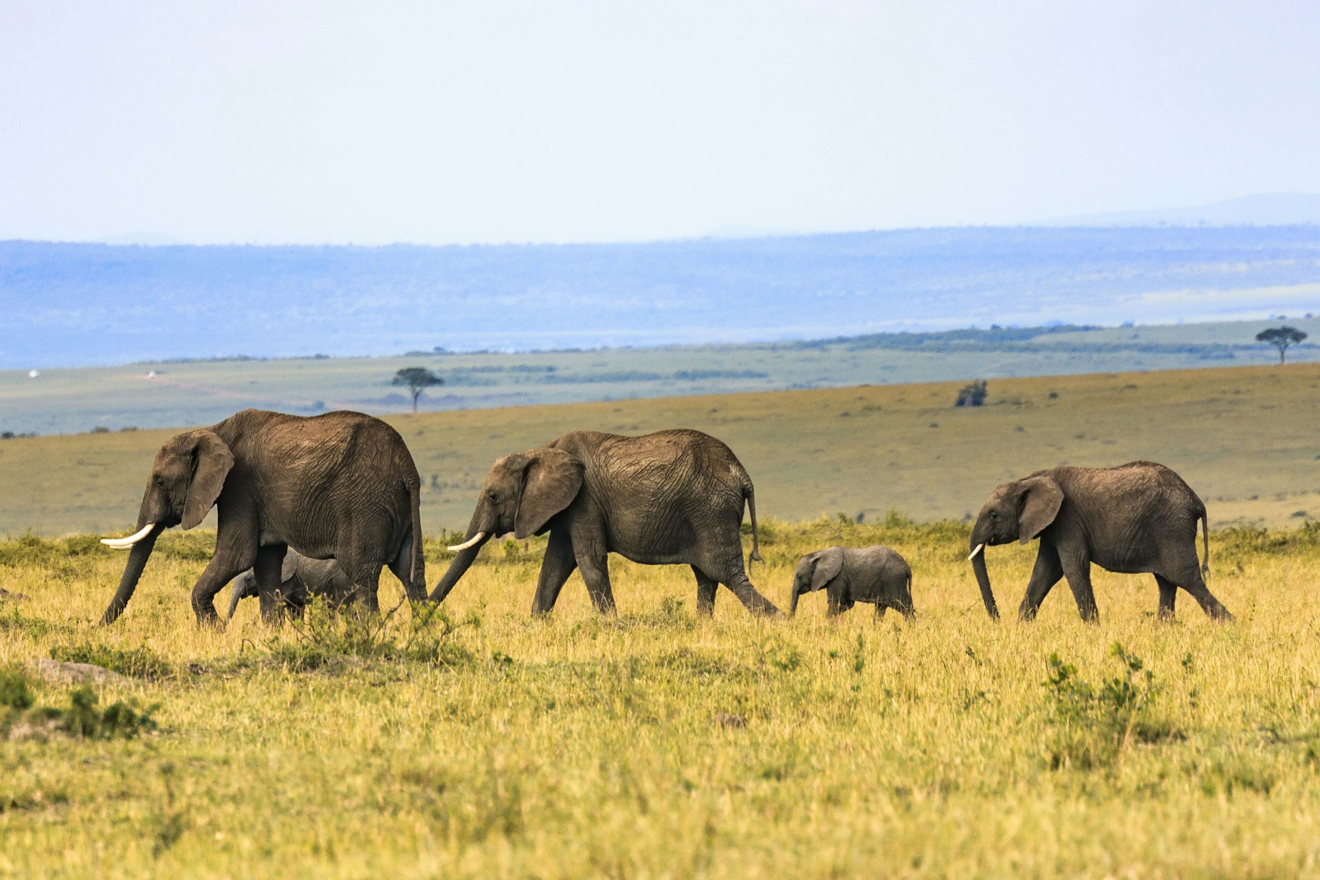 A Herd of Elephants