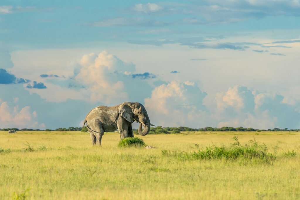 An African elephant on green grass during daytime eating grass.