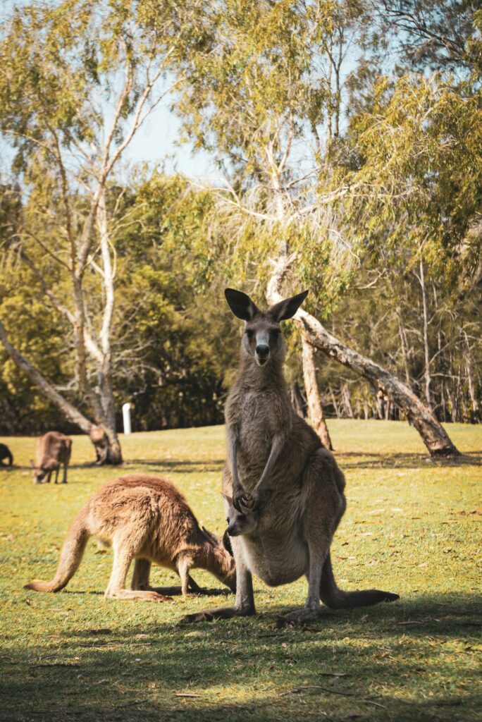 A kangaroo with joey in its pouch standing on green grass field during daytime
