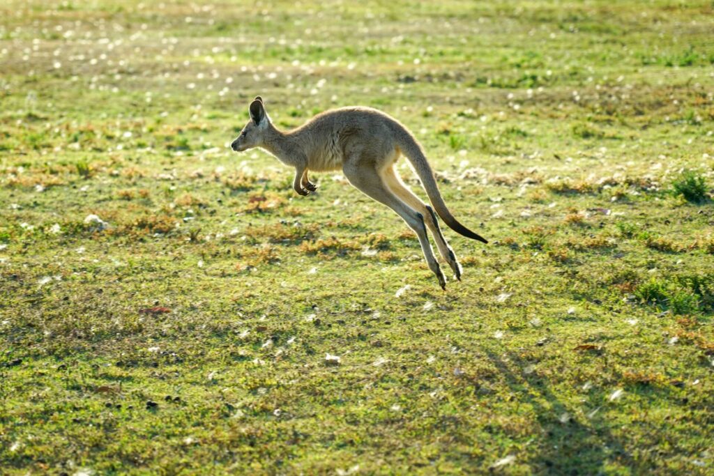 A Kangaroo hopping during daytime