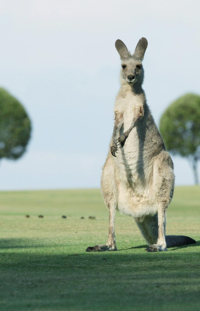 A large Kangaroo standing on green grass field.  