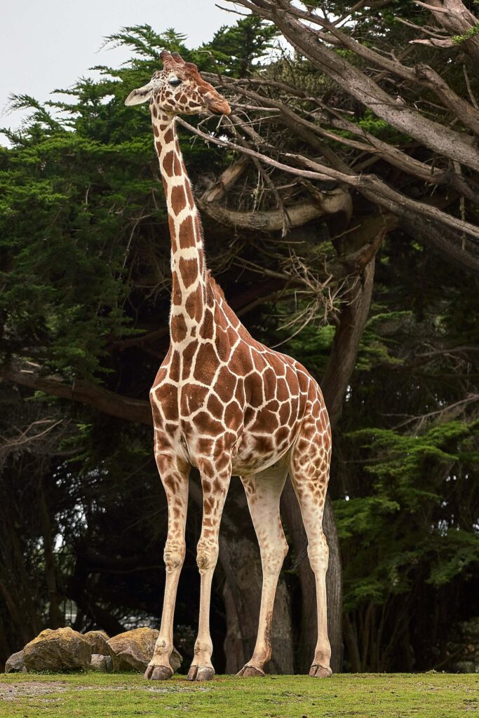 A tall Giraffe standing near tree at daytime.