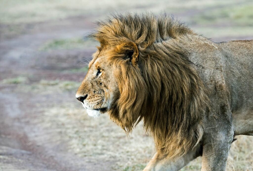 An African Lion