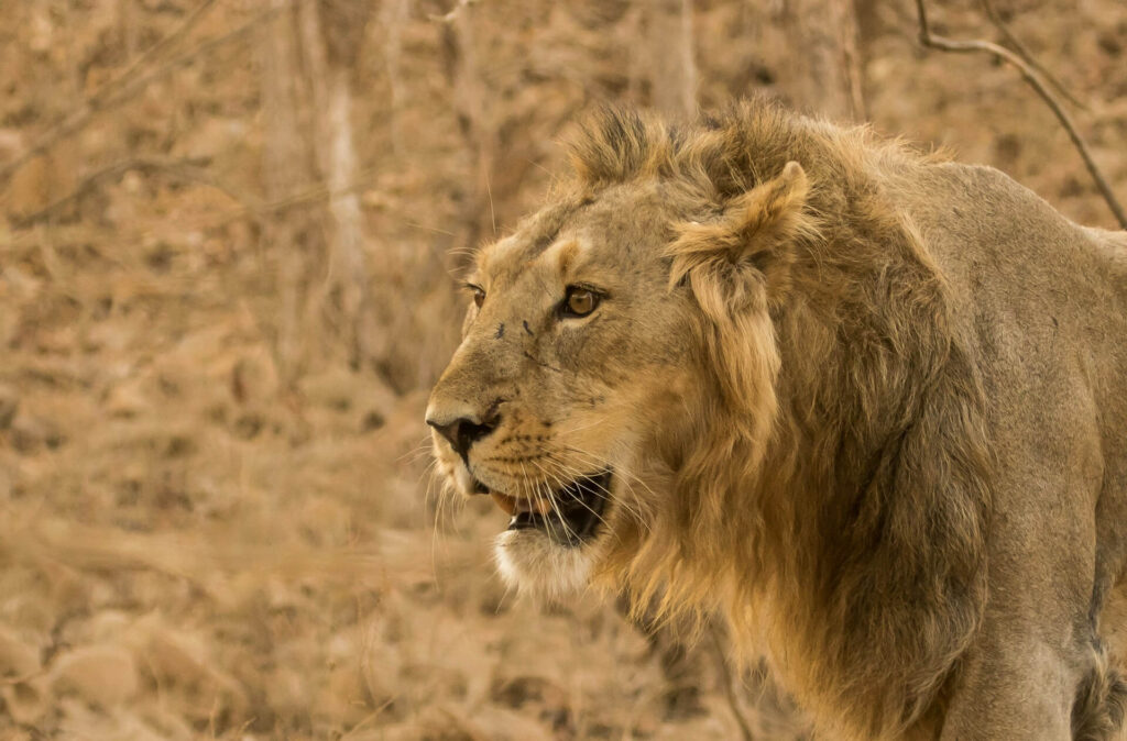 An Asiatic Lion