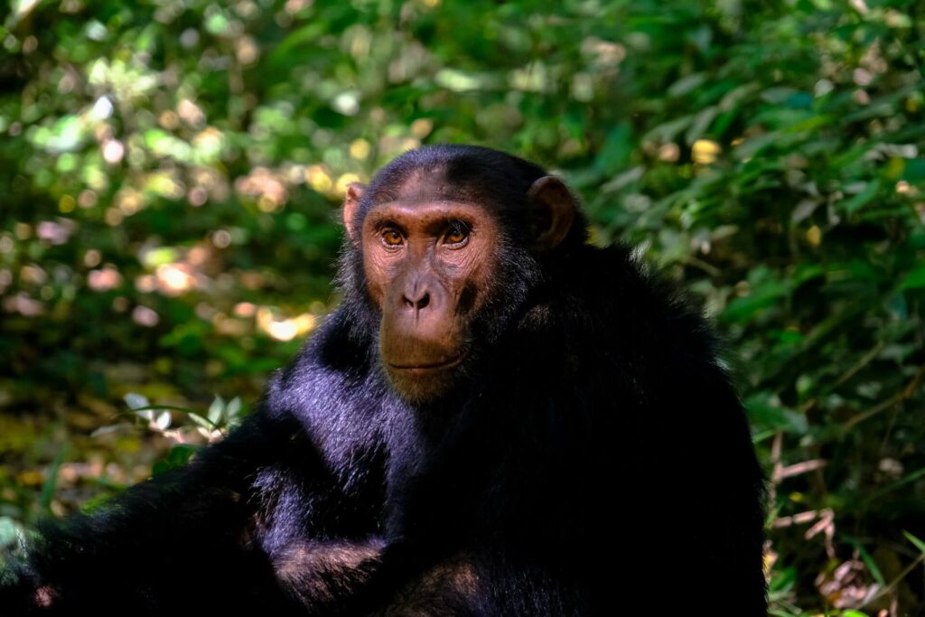 A Chimpanzee