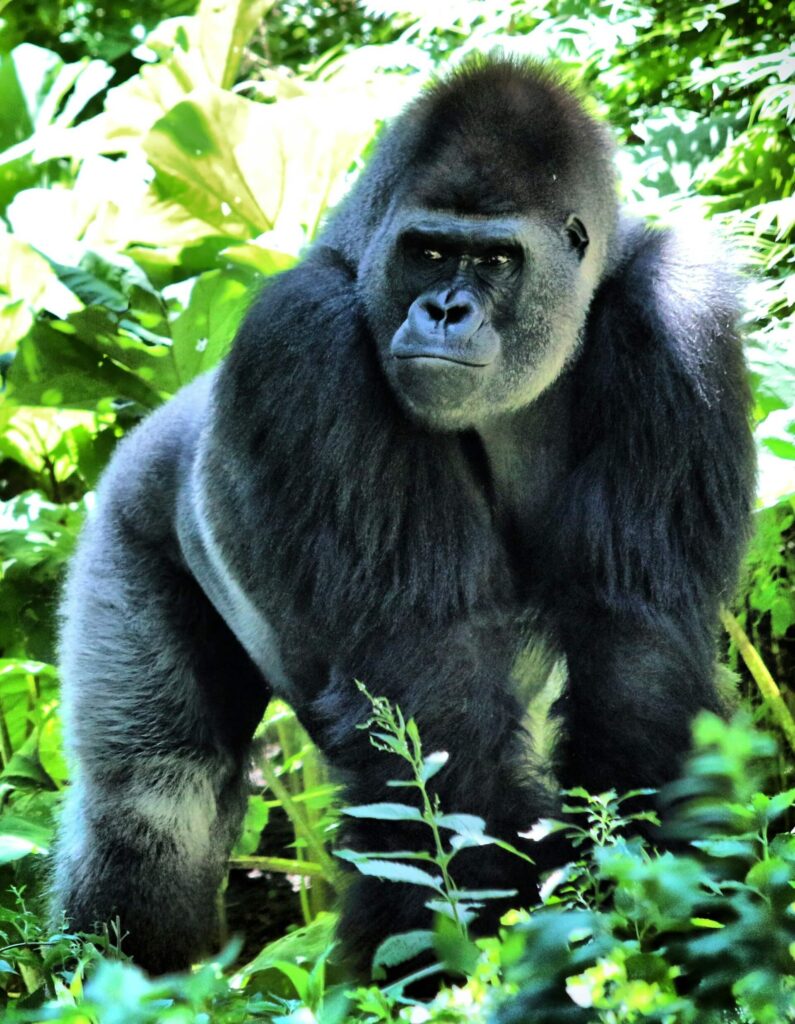 An Adult Gorilla