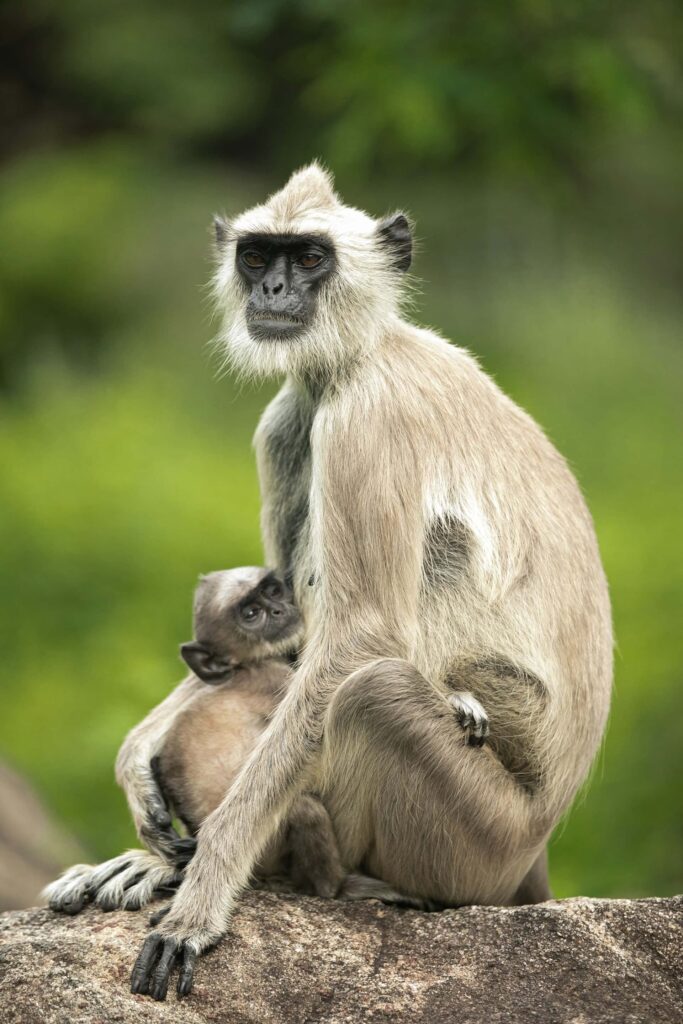 A Langur monkey with its baby