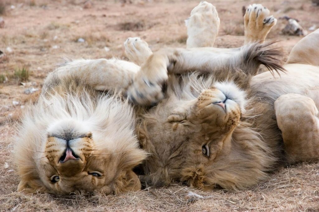 Two Lion brothers