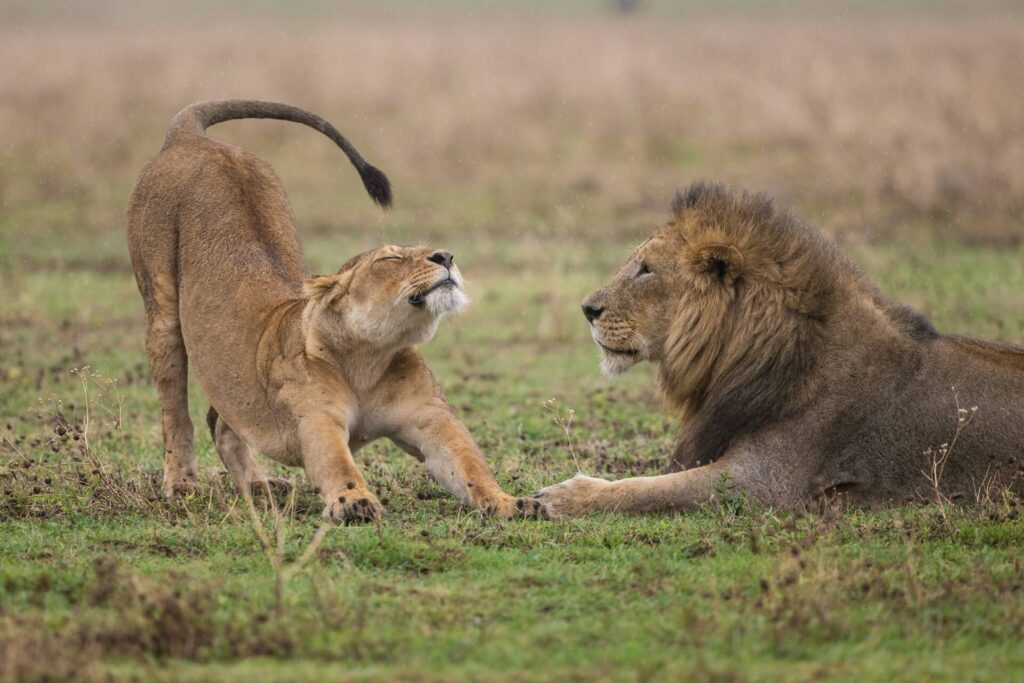 A Lion and Lioness