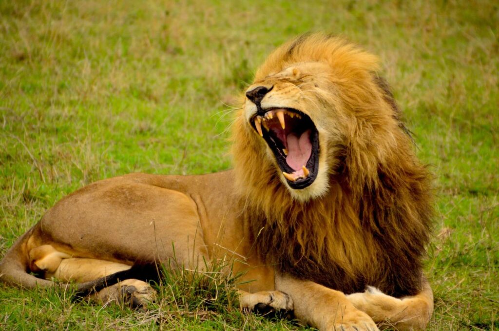 A roaring lion lying on green grass