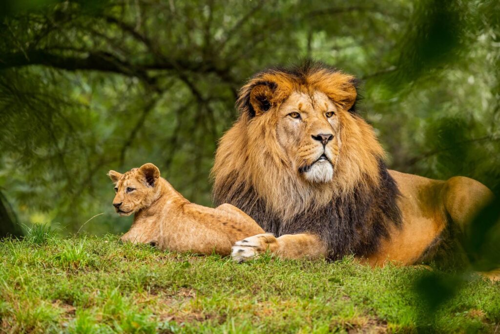 A Lion with its cub on green grass