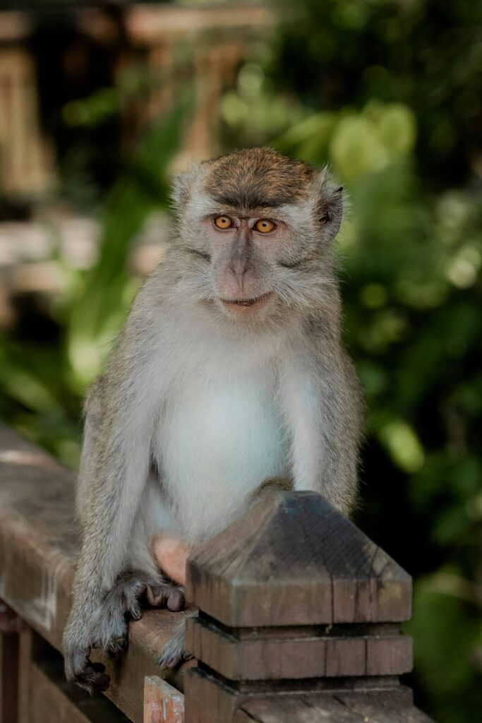 A Macaques Monkey