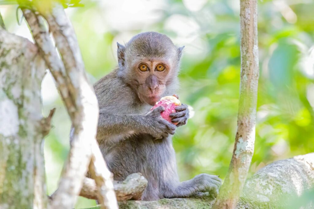 A Monkey eating a fruit