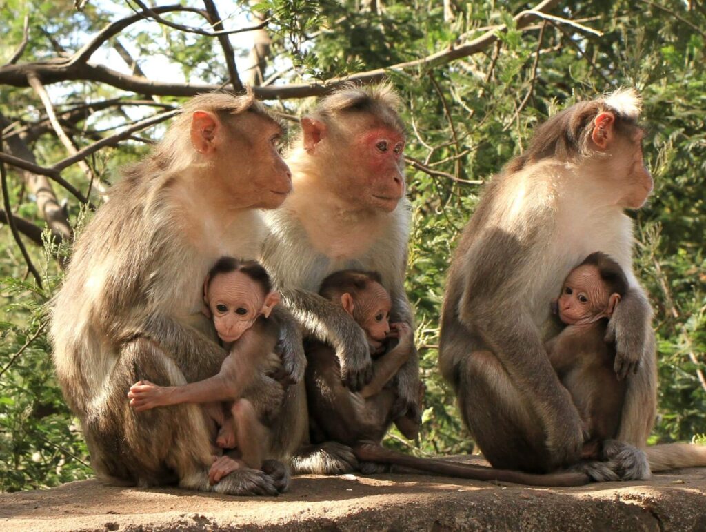 A Monkey Family