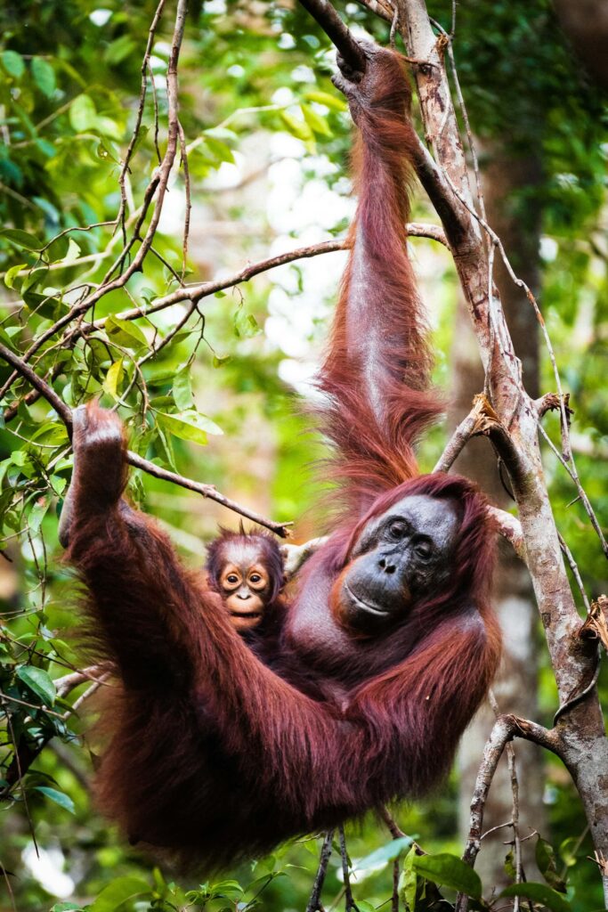 An Orangutan with her baby