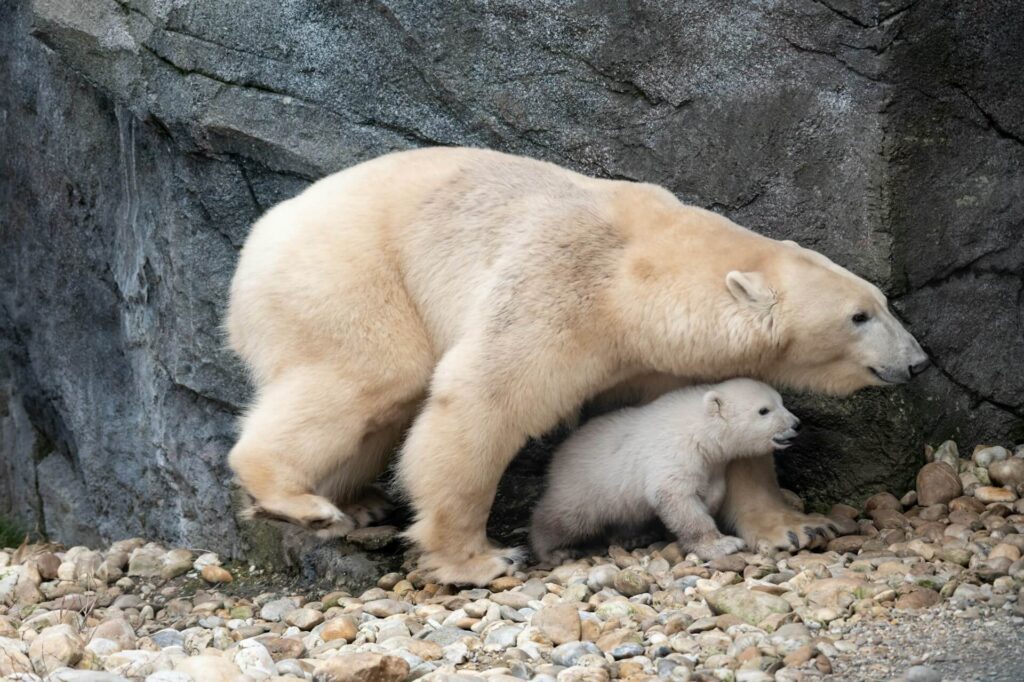 A polar bear with its cub