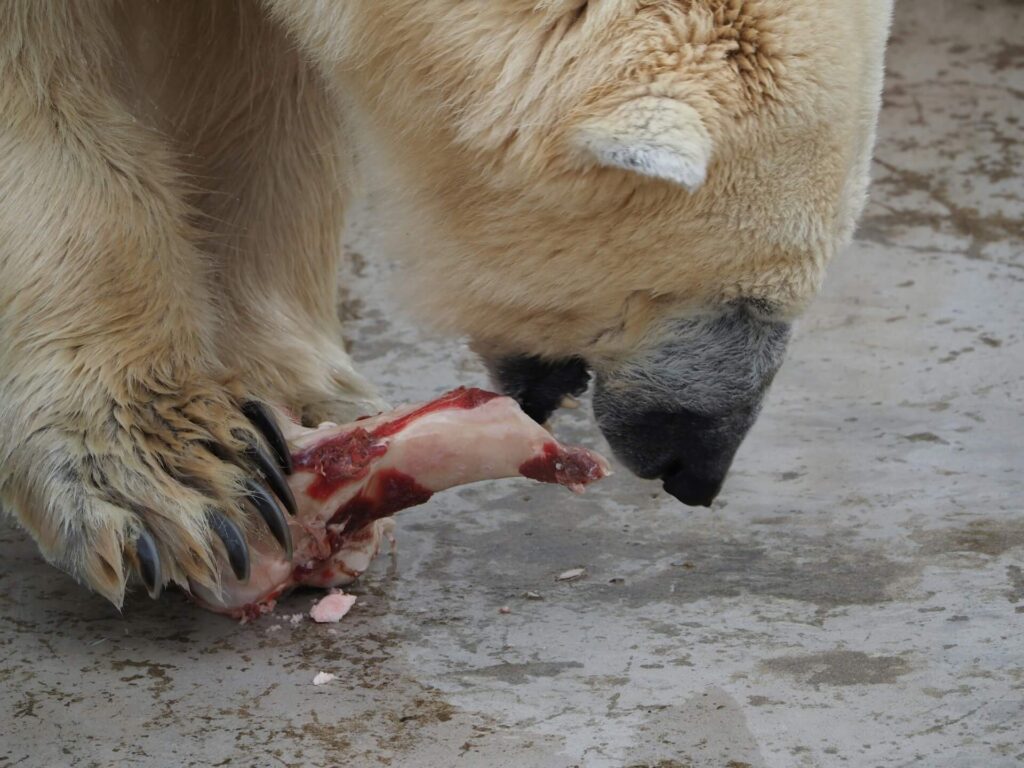 A Polar Bear eating meat