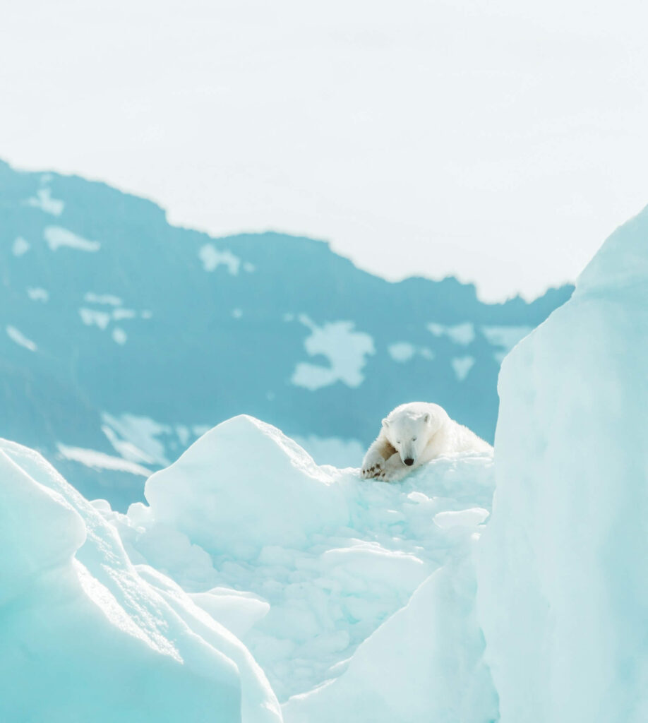 A Polar Bear resting on an iceberg