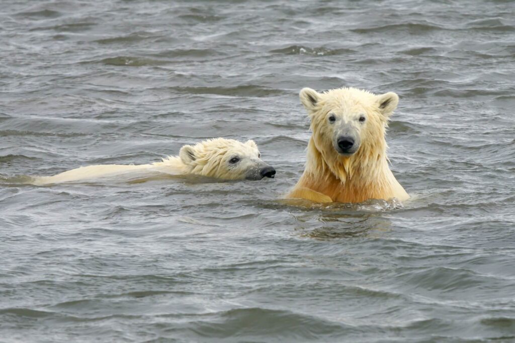 Polar bears swimming