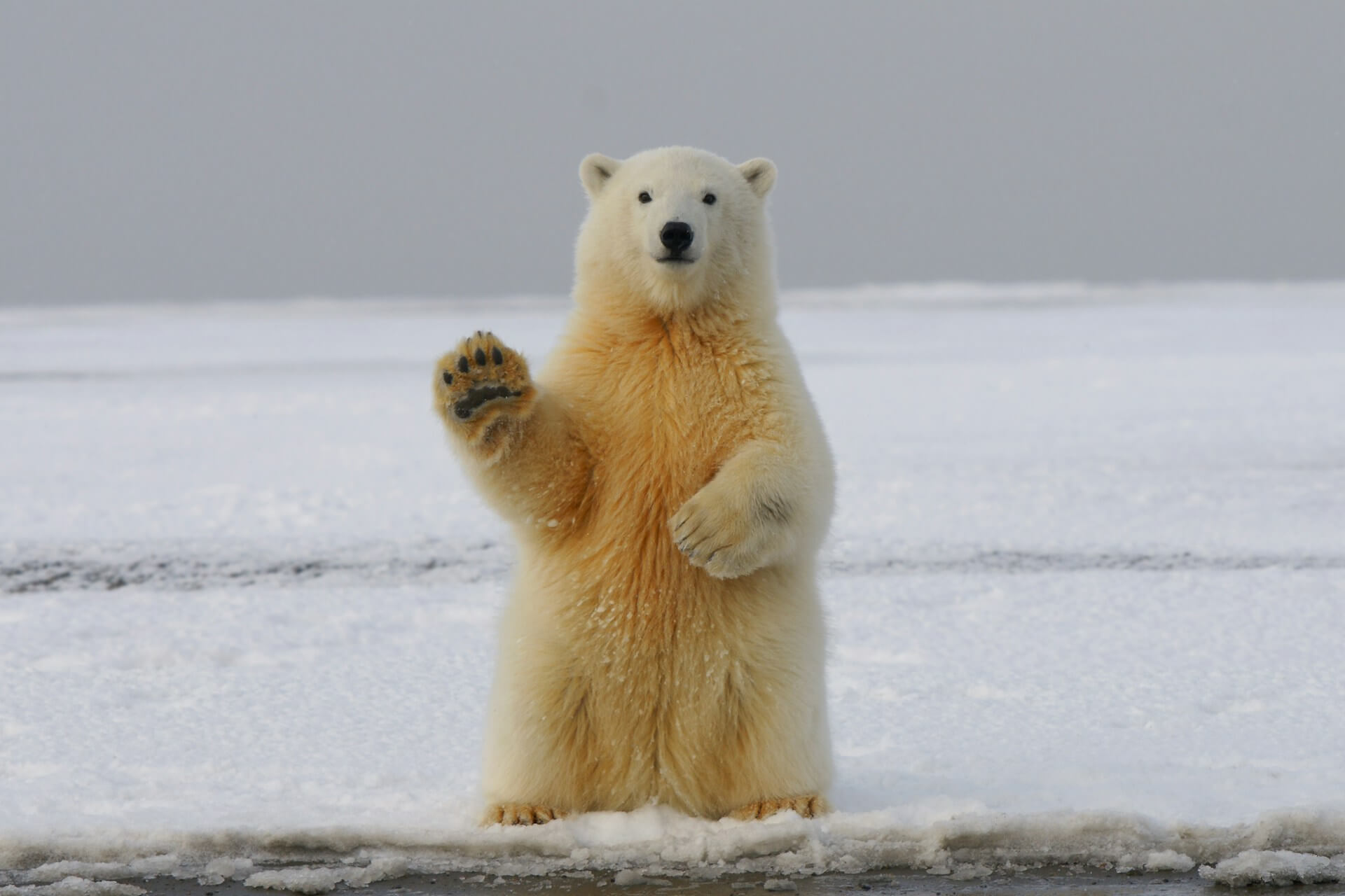 polar bear on snow covered ground waving