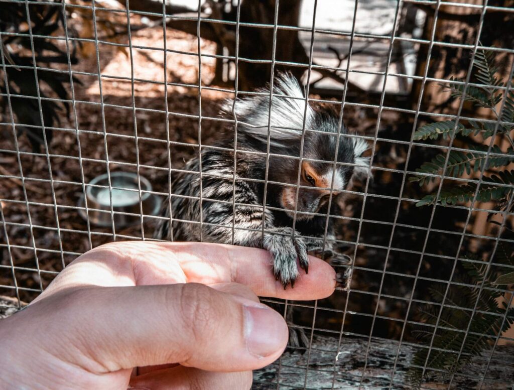 A Pygmy Marmoset