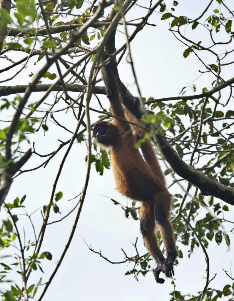 A Spider Monkey hanging from a branch