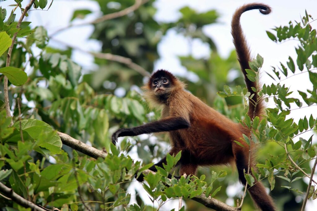 A Spider monkey on tree