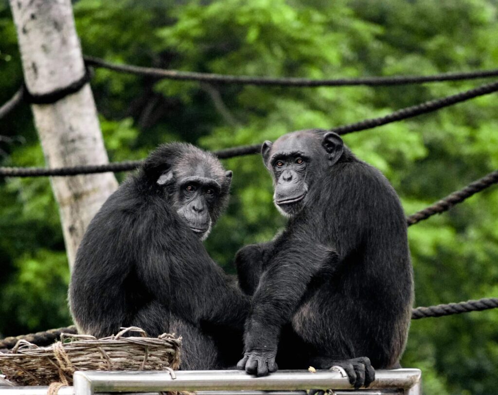 Two Chimpanzees